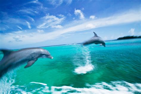 How Do Dolphins Swim So Fast?