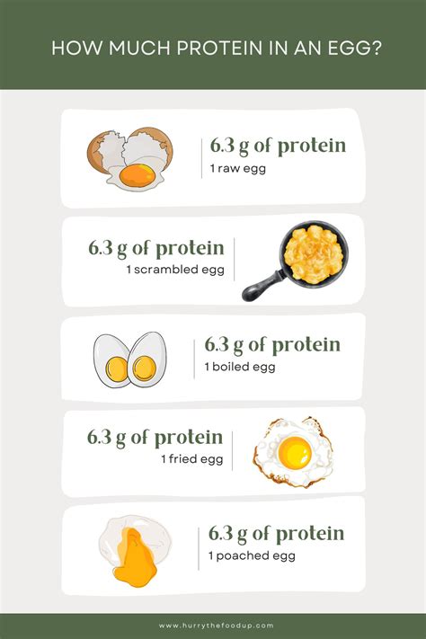 Wie viel Protein gibt es in einem Ei?