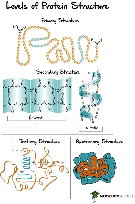 What Maintains the Secondary Structure of a Protein?